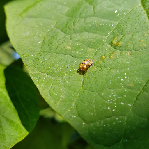 Park «Winnemac Park», reviews and photos, 5100 N Leavitt St, Chicago, IL 60625, USA