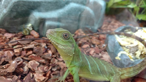 Pet Supply Store «Petco Animal Supplies», reviews and photos, 520 Woodside Rd, Redwood City, CA 94061, USA