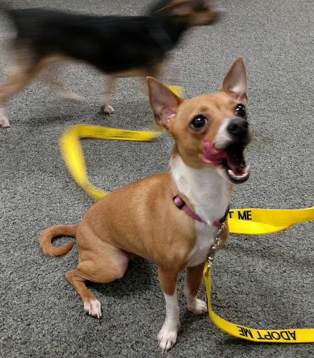 Pet Supply Store «Healthy Pet Center», reviews and photos, 775 New Loudon Rd, Latham, NY 12110, USA