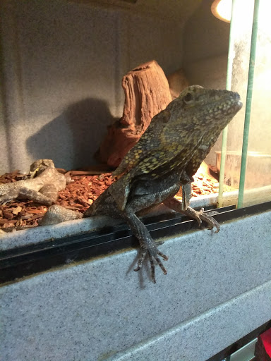 Pet Store «Off The Hook Exotics Pet Shop», reviews and photos, 926 5th Ave, Coraopolis, PA 15108, USA