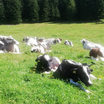 Photo n°1 de l'avis de M... fait le 14/09/2023 à 03:28 sur le  Schönrastalm à Aldein