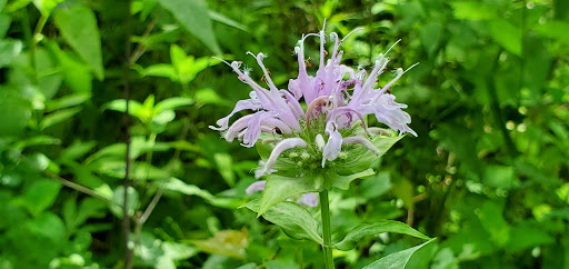 Nature Preserve «Fox Bluff Conservation Area», reviews and photos, Cold Springs Rd, Algonquin, IL 60102, USA