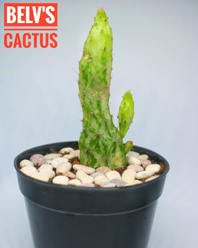 Belv's Cactus