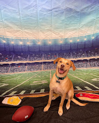 Camp Bow Wow - Photo 7 - Car repair in Lee's Summit, MO, Lee's Summit