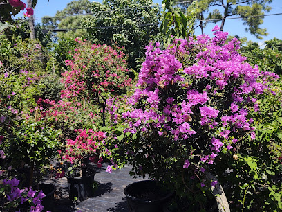 Noel Nursery Specialist Bougainvillea Landscaping, Tree Trimming and Tree Removal