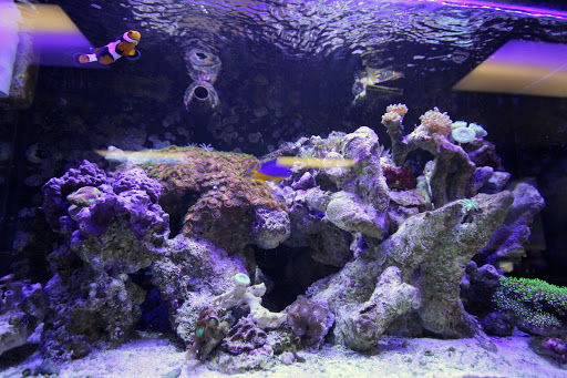 Aquarium Shop «Aquarium Depot», reviews and photos, 11762 SW 88th St, Miami, FL 33186, USA