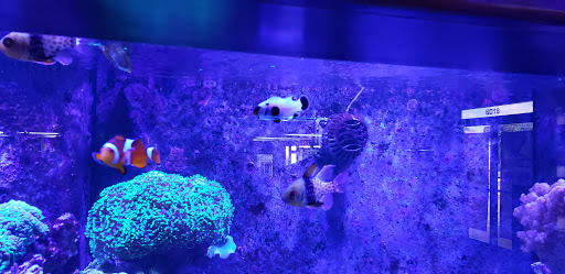Tropical Fish Store «Ultimate Reefs & Aquariums», reviews and photos, 6020 S Memorial Dr, Tulsa, OK 74145, USA