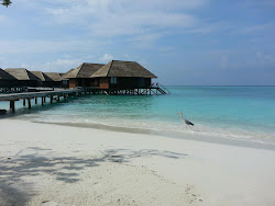 Veligandu Island Resort'in fotoğrafı - rahatlamayı sevenler arasında popüler bir yer
