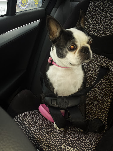 Pet Supply Store «PetSmart», reviews and photos, 170 Marketplace Blvd, Hamilton Township, NJ 08691, USA