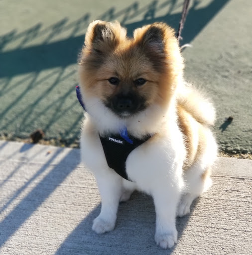 Pet Groomer «Sandy Paw Pet Spa & Boutique», reviews and photos, 44 Woodside Ave, Winthrop, MA 02152, USA