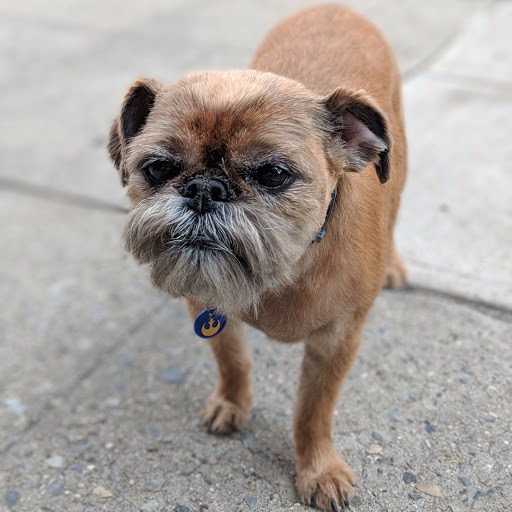 Photo of 4 Paws Grooming