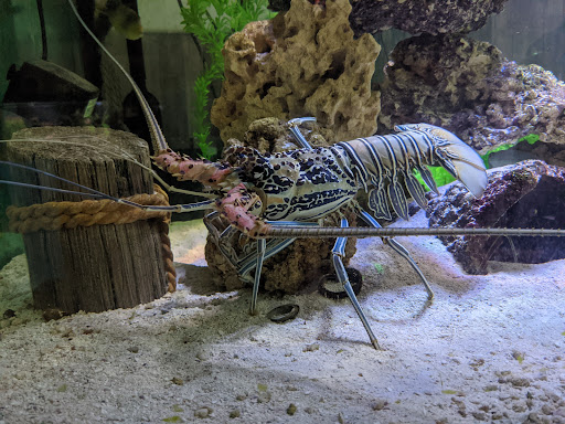 Aquarium «Team ECCO Ocean Center & Aquarium», reviews and photos, 511 N Main St, Hendersonville, NC 28792, USA