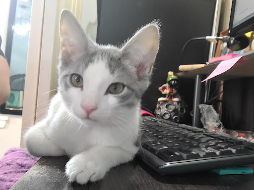 7376 Ridge Ave, Philadelphia, PA 19128, USA