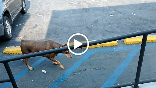 Pet Supply Store «Pet Care Inc.», reviews and photos, 2500 East Cesar E Chavez Avenue, Los Angeles, CA 90033, USA