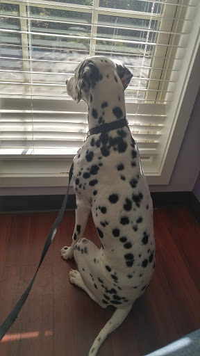 Animal Dermatology Clinic image