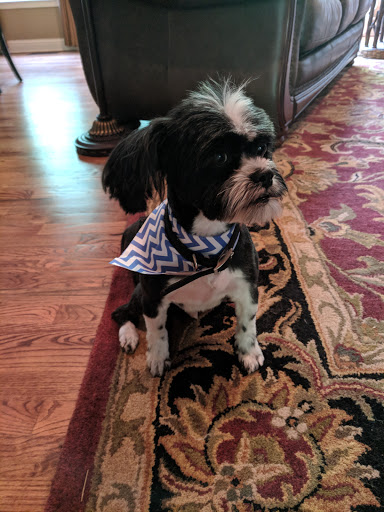 Pet Groomer «Fetching Styles, LLC», reviews and photos, 90 Foothills Pkwy c202, Marble Hill, GA 30148, USA