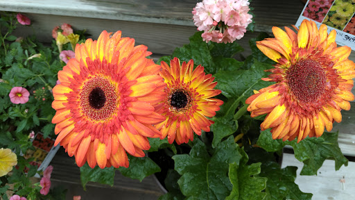 Florist «La Crosse Floral», reviews and photos, 2900 Floral Ln, La Crosse, WI 54601, USA