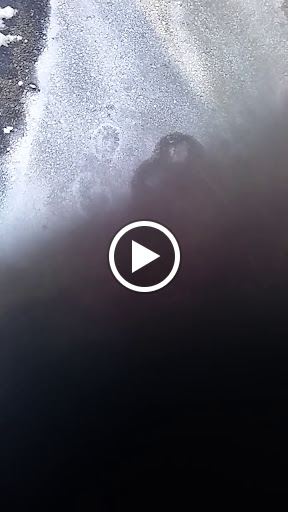 Hiking Area «Stony Brook Reservation», reviews and photos, Turtle Pond Pkwy, Hyde Park, MA 02136, USA