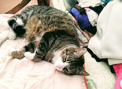 Redwood Veterinary Hospital image