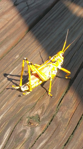 County Government Office «Brevard County Enchanted Forest Sanctuary», reviews and photos, 444 Columbia Blvd, Titusville, FL 32780, USA