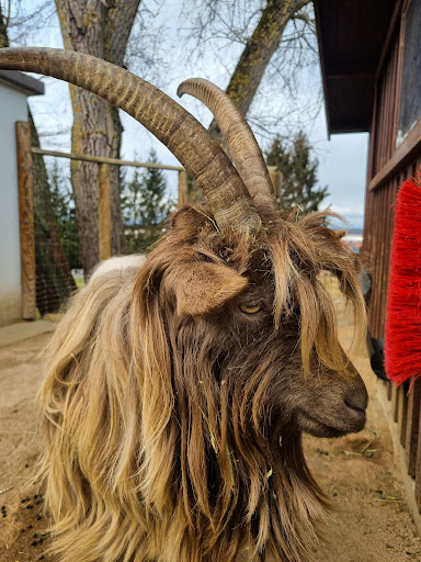 Tiergehege Kahlenberg Ringsheim unter Ringsheim, 