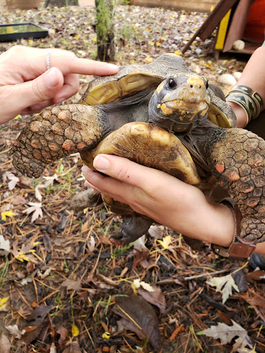 Farm «Wild Hearts Zoo - African Farm and Petting Zoo», reviews and photos, 8079 Salem Rd, Lewisburg, OH 45338, USA