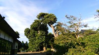 尊星院
