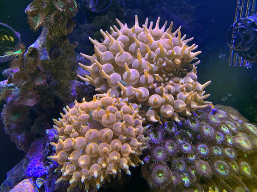 Tropical Fish Store «Tropical Pet Oasis», reviews and photos, 10218 Progress Ln, Parker, CO 80134, USA