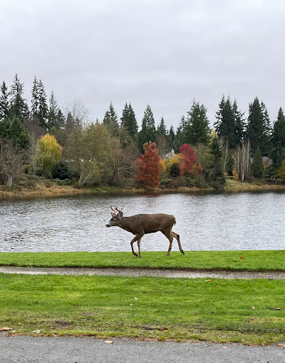 Nature Preserve «Redmond Watershed Preserve», reviews and photos, 21760 NE Novelty Hill Rd, Redmond, WA 98053, USA