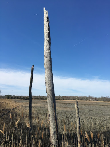 Nature Preserve «Eldora Nature Preserve», reviews and photos, 2350 NJ-47, Delmont, NJ 08314, USA