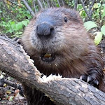 Photo n°1 de l'avis de Andi. fait le 17/10/2023 à 16:43 sur le  Il Castello Rain à Rain