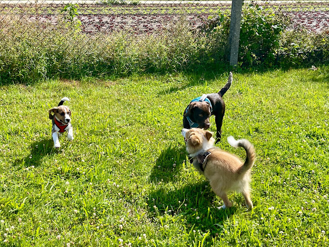 Kommentare und Rezensionen über Gismos Reich - Hundeschule Ostfildern