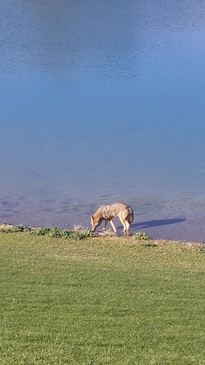 Golf Club «Coyote Lakes Golf Club», reviews and photos, 18800 N Coyote Lakes Pkwy, Surprise, AZ 85374, USA