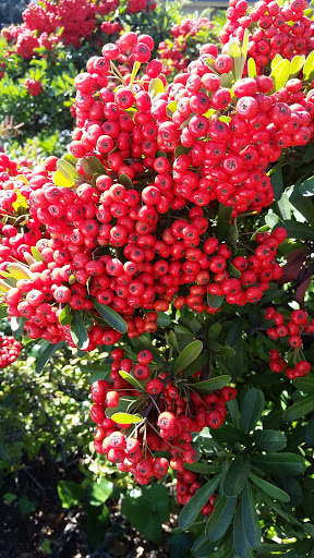 Fabric Store «Jo-Ann Fabrics and Crafts», reviews and photos, 245 Tamal Vista Blvd, Corte Madera, CA 94925, USA