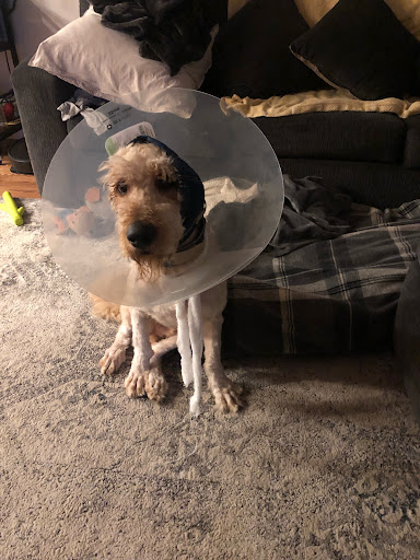 Pet Supply Store «PetSmart», reviews and photos, 250 Grossman Dr, Braintree, MA 02184, USA