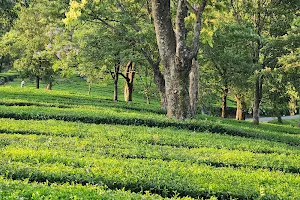 Tea Gardens Dharamshala Narghota, Best picnic spot near Dharamshala image