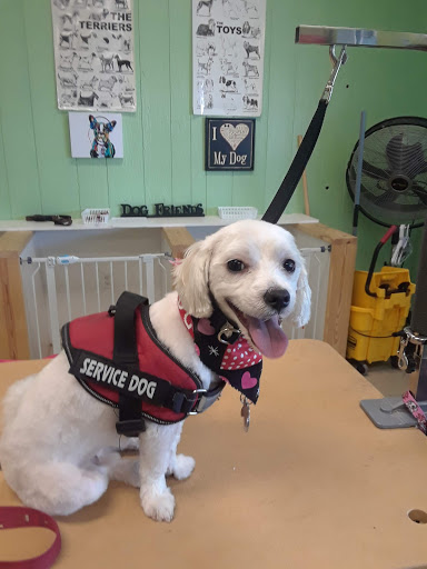 Pet Groomer «Tidy Dog Pet Supply & Salon», reviews and photos, 2612 Lebanon Pike A, Nashville, TN 37214, USA