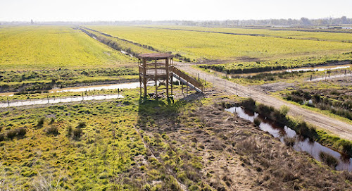 Le marais d'Olives à Parempuyre