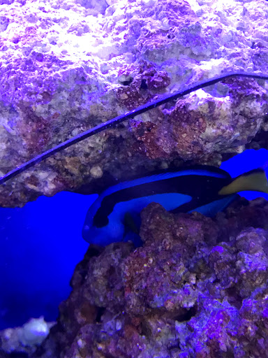 Pet Supply Store «Petco Animal Supplies», reviews and photos, 5047 E Marketplace Dr, Flagstaff, AZ 86004, USA