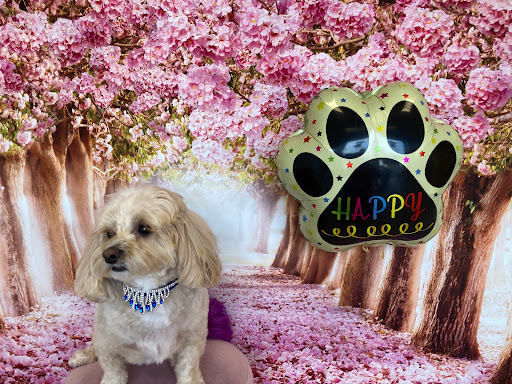 Luxury Pet Spa Just Mine Dog Grooming unter Vilseck, 