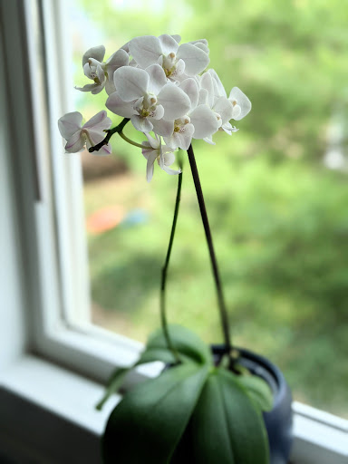 Florist «Central Square Florist», reviews and photos, 653 Massachusetts Ave, Cambridge, MA 02139, USA