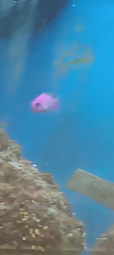 Pet Supply Store «Petco Animal Supplies», reviews and photos, 1090 Fort Union Blvd, Midvale, UT 84047, USA