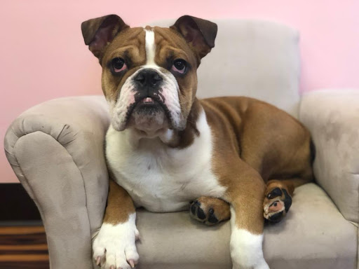 Pet Store «Furry Babies Inc», reviews and photos, 3340 Mall Loop Dr, Joliet, IL 60431, USA