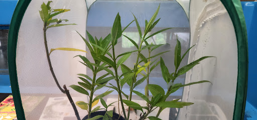 Nature Preserve «Calusa Nature Center & Planetarium», reviews and photos, 3450 Ortiz Ave, Fort Myers, FL 33905, USA