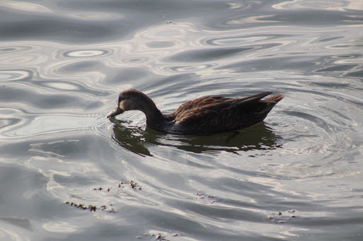 Park «Bush Terminal Piers Park», reviews and photos, Marginal St. & 43rd Street, Brooklyn, NY 11232, USA