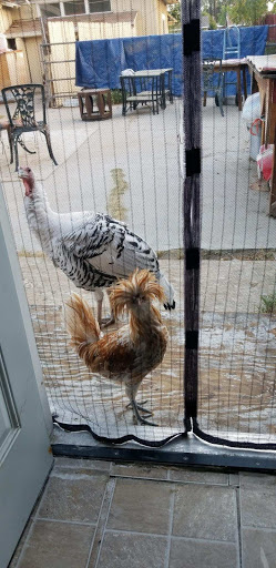 Pet Supply Store «Kahoots Feed & Pet Store», reviews and photos, 10360 Mason Ave, Chatsworth, CA 91311, USA