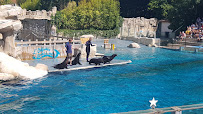 L'Odyssée des Lions de Mer du Restaurant Le Tropical à Saint-Aignan - n°13