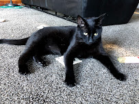 Tracy's Kitty Care - Photo 7 - Car repair in East Amherst, NY, Buffalo