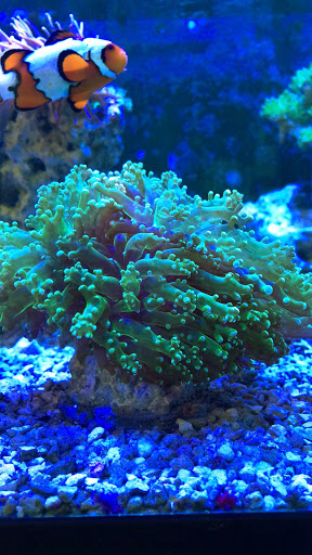 Tropical Fish Store «Fishy Business Aquatics», reviews and photos, 4202 S Cleveland Ave, Fort Myers, FL 33901, USA