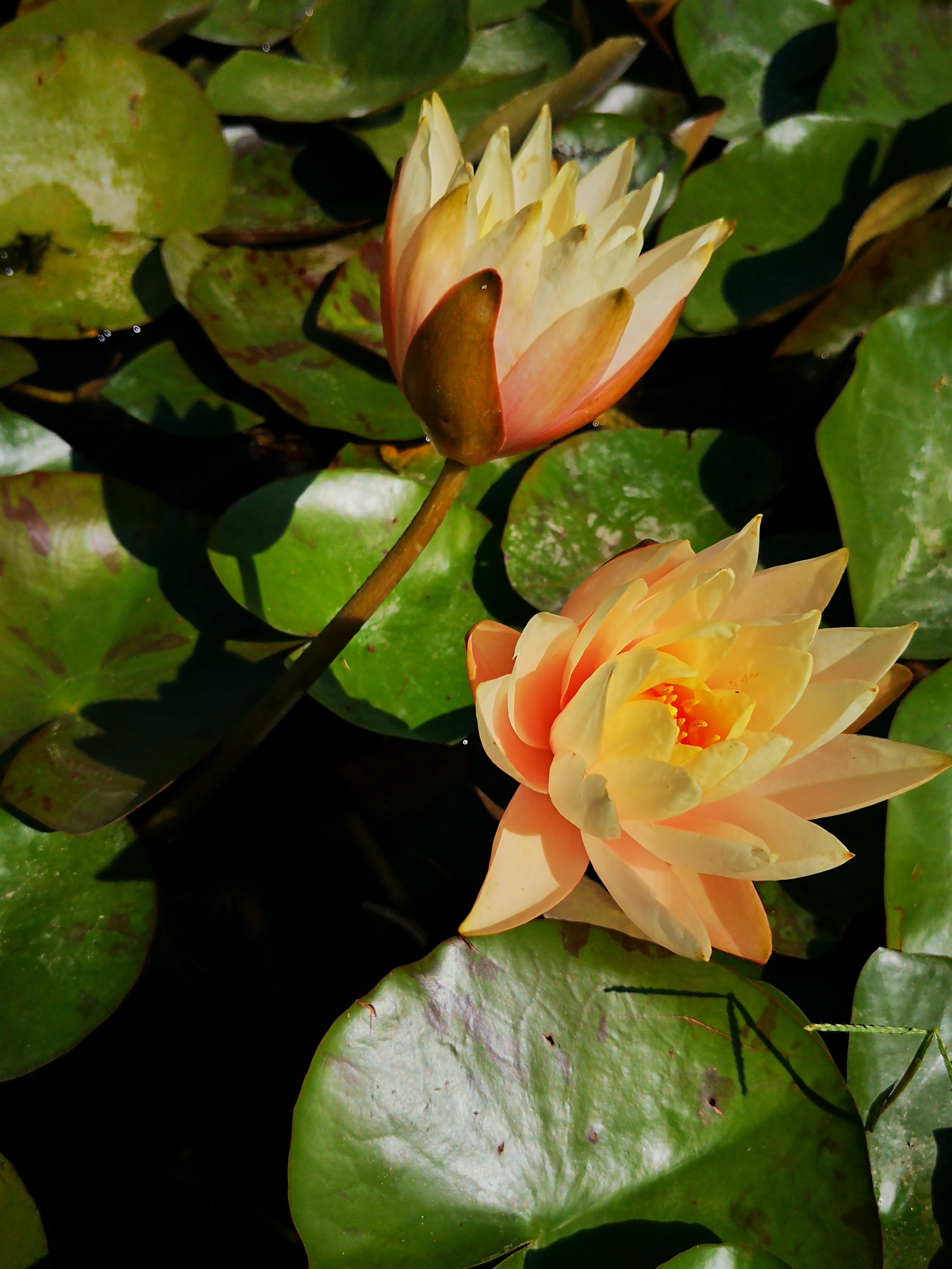 Photo n° 4 de l'avis de Cyrille.h fait le 02/09/2018 à 19:17